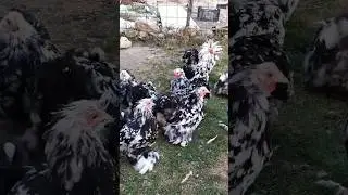 Mottled Cochin bantam chickens