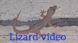 Lizard video gecko video #Lizard #gecko #Shorts 