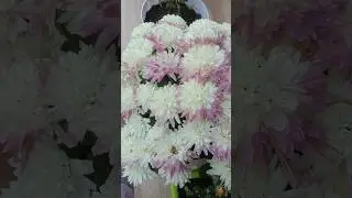 Beautiful garden #flowers #plants #nature #shortvideo