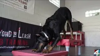 Maintaining your dog's health