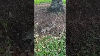 5 Fun Facts About Squirrels You Won&rsquo;t Believe