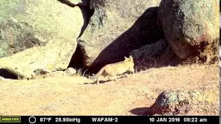 Cat walking through wallaby habitat