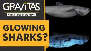 Gravitas: Sharks that glow in the dark