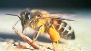 Killer Bees 84 | Keitonie