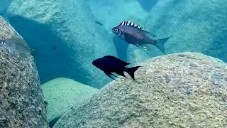 Swimming With Cichlids - Ophthalmotilapia boops - Mtosi Bay