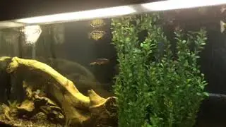 Burmese Clouded Archer Fish