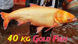 Unbelievable 40 Kg Longest Gold Fish | Best Fish In The World | What An Amazing Beautiful Fish