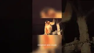 Golden Snub Nosed Monkey Facts
