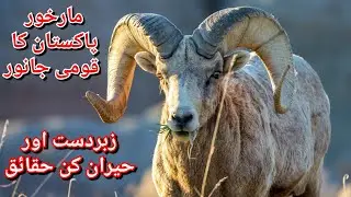 Markhor facts|interesting facts around world|#Markhor #PakistansNationalAnimal #InterestingFacts