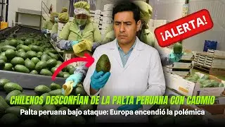 Chilenos desconf&iacute;an de la PALTA PERUANA con cadmio, Europa lanz&oacute; la alerta y chile desconf&iacute;a