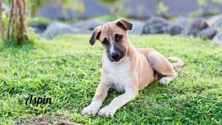 COMMON DOG BREEDS IN THE PHILIPPINES