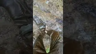 Waders flooded in mud
