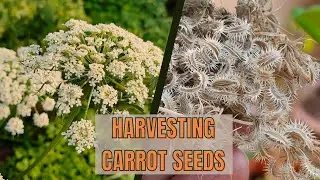 Carrot plants Gone to Seed? Harvesting Carrot seeds - What to do when carrot plants start flowering