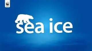 Polar Bears Love Sea Ice