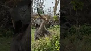 4K African Wildlife: Amboseli National Park, Kenya - Scenic Wildlife Film With Real Sounds