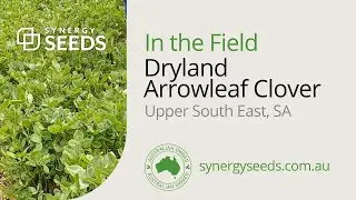 Wayne Heading in Arrowleaf Production, Upper South East SA - Synergy Seeds Australia