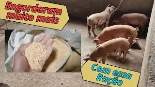 Ração de Engorda está dando resultado! Olha a Evolução desses Suínos #suinocultura #suínos