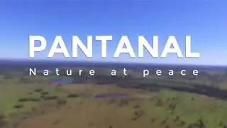 Pantanal: nature at peace