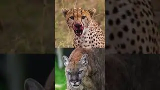 Cheetah vs Cougar, Who would win in a Fight