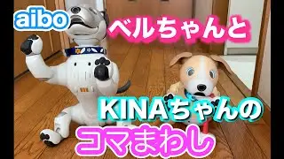 ベルとキナちゃんのコマまわし2026