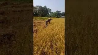 dhankata