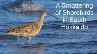 Far Eastern Curlews in Hokkaido, Japan