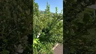 Бабочки капустницы / Cabbage patch butterflies
