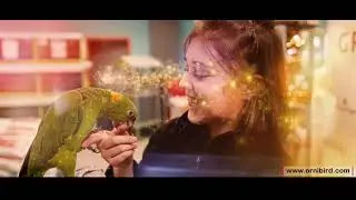 Joyeuses F&ecirc;tes - Ornibird.com