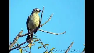 White browed Bulbul തവിടൻ ബുൾബുൾ Pycnonotus luteolus