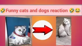 funniest animals videos #funny #funnuclips #newfunnyvideo #newvideo