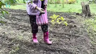 哈卡•巴里斯 きかい （Ki Kai）～恩典秘境