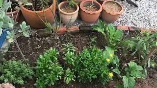 Amazing time with flowers and birds. My cat name is fhifa love to acting like me.55