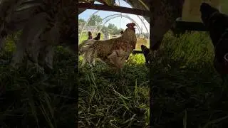 Relaxing Chicken Sounds from the Backyard Chicken Cam #backyardchickens #chickencam