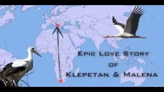 This Stork Flies 10,000 KM Every Year&hellip; For Love ❤️🕊️  The Most Romantic Animal in the World