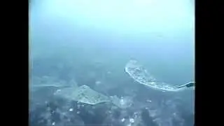 Underwater Halibut fishing video from Homer Alaska