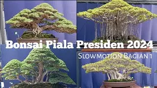 Bonsai Piala Presiden (slowmotion bagian 1)