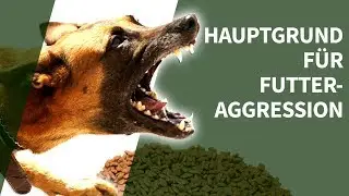 Futteraggression ► Der Hauptgrund für die Entstehung der Futteraggression