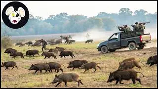 Unexpected Boar Hunt in Wide Fields - Unexpected Wild Boar Run Too Exciting | Wild Boar Hunt