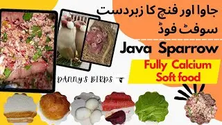 Java sparrow calcium soft food | Zebra finches soft foods | Java full healthy soft food