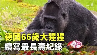 德國66歲大猩猩續寫最長壽紀錄 - 長壽動物 - 國際新聞