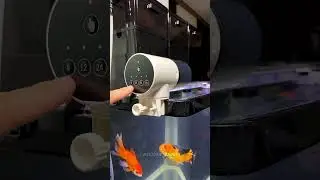 automatic fish feeder