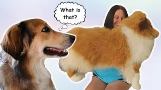 Surprising my English Shepherd with her Plush Dog Clone