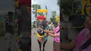 Love ❤️ #bulllovers #horihabba #jallikattu #bailpola #loveanimals #animallover @FayazBulls19