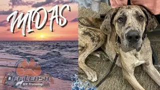 GREAT DANE 