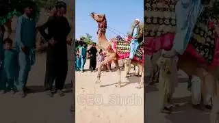 Camel Race Pakistan #geosindh #camelrace #sindhpakistan #viral #horse #tharparkarbeauty #sindhprov