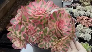 1/17/26 CUTTING CUTE CLUSTER $10 |SUCCULENTS FOR SALE | BÁN SEN ĐÁ | Lele: 408 883 5495