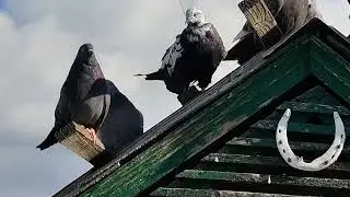 ГОЛУБИ ст.Егорлыкская.