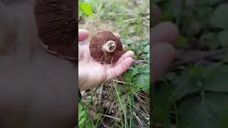 в парке выросли шампиньоны!