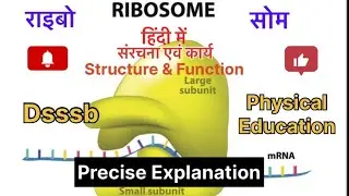 Ribosome | hindi | introduction | Structure | Function | Dsssb | Physical Education |