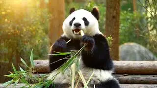 POV: Eres un bamb&uacute; y este panda te tiene ganas